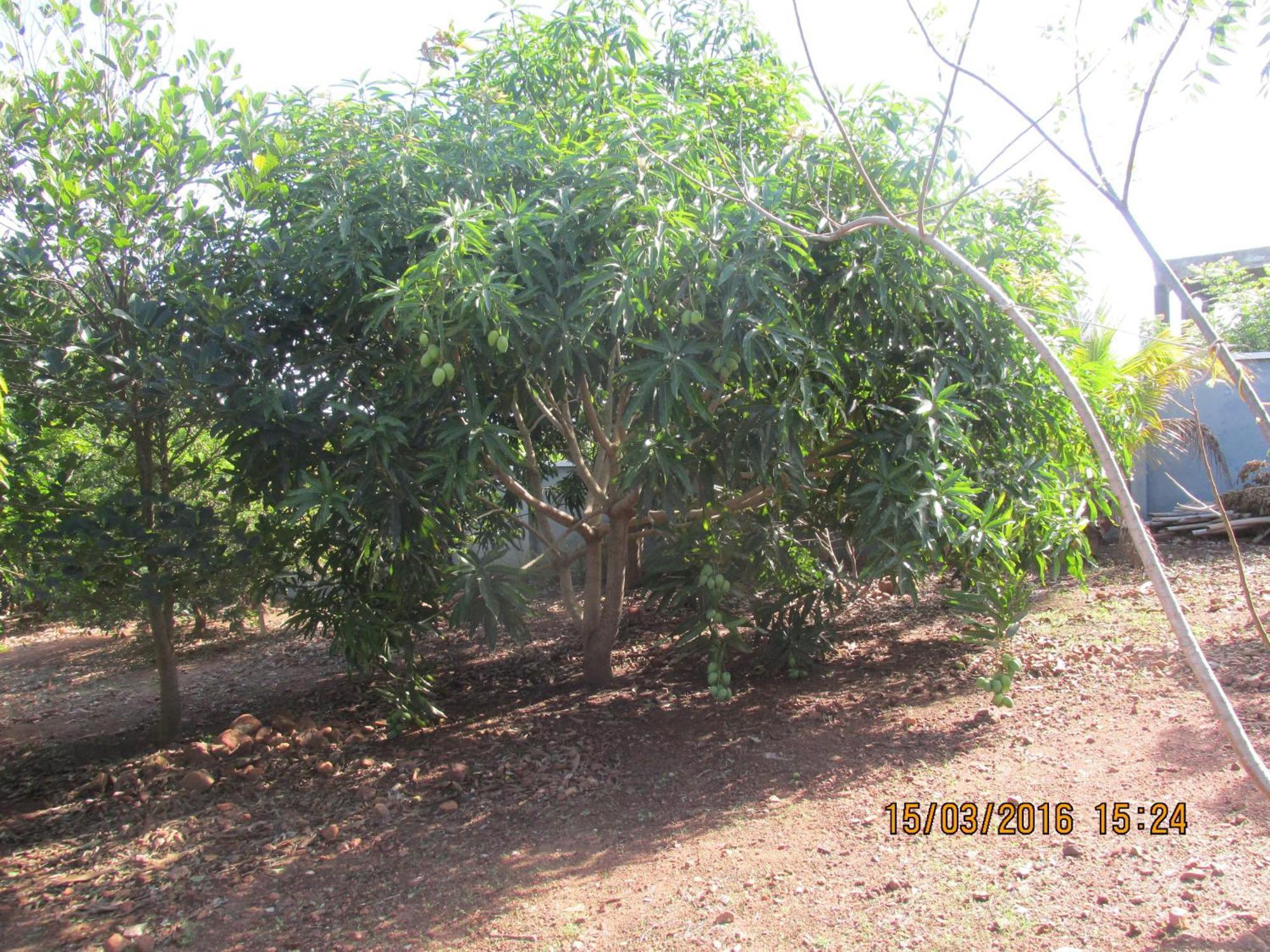 Botianaw Jamaica Inn Guest House מראה חיצוני תמונה