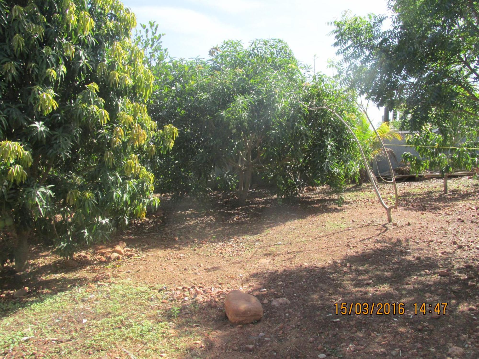 Botianaw Jamaica Inn Guest House מראה חיצוני תמונה